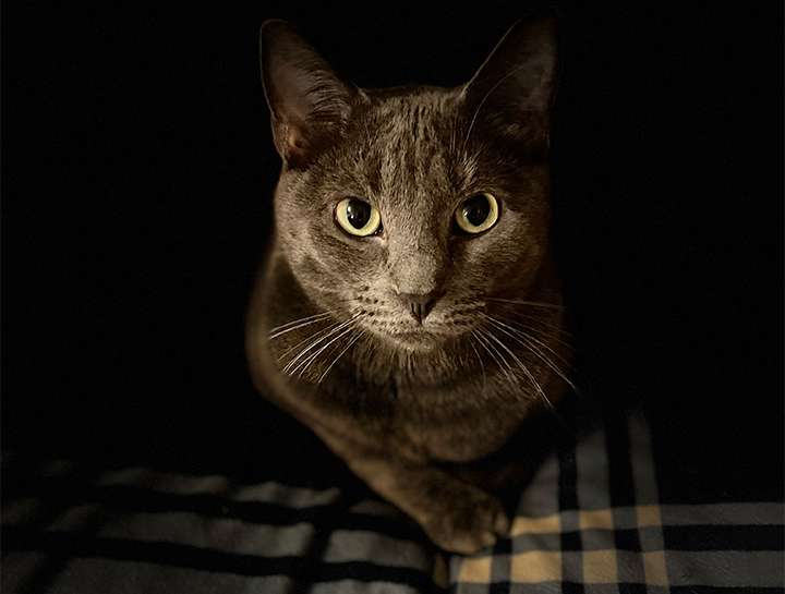 Pet Neutering $City